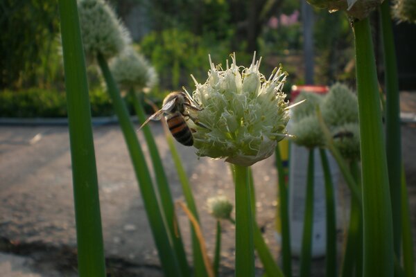 Abendliche Versammlung. Bienen auf Zwiebeln. Gemütliches Foto