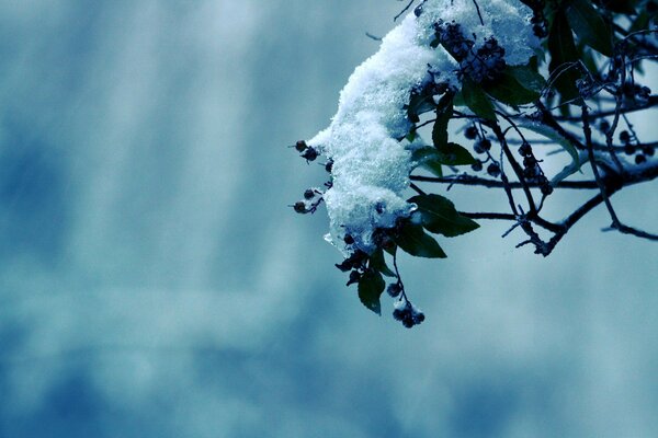 Neve sdraiata su bacche e foglie