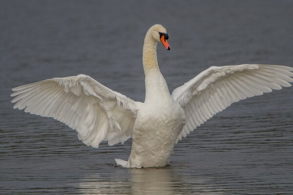 Cigno bianco che sbatte le grandi ali