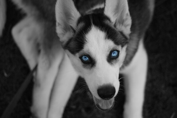 Der Husky hat schöne mysteriöse Augen