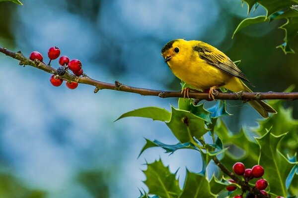 Pájaro amarillo en una rama de hiedra