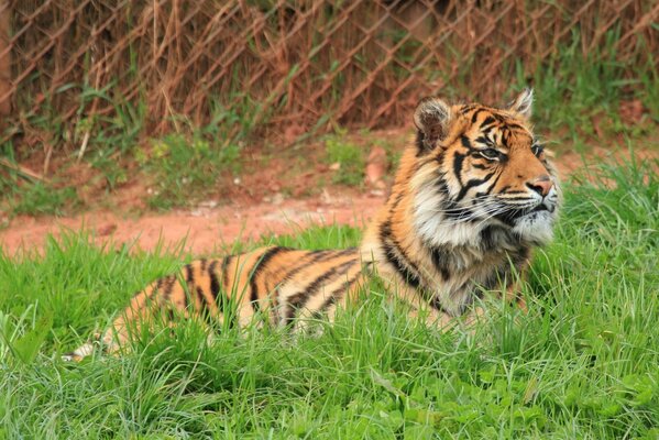 Wildkatze ist ein Tiger-Raubtier