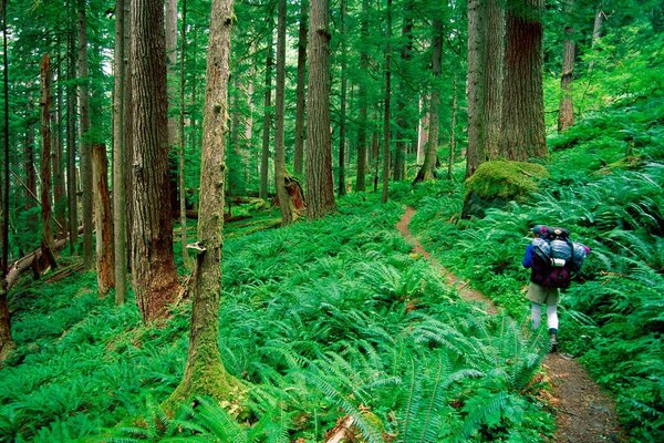 Sentier de randonnée. Itinéraire touristique. Voyage en forêt