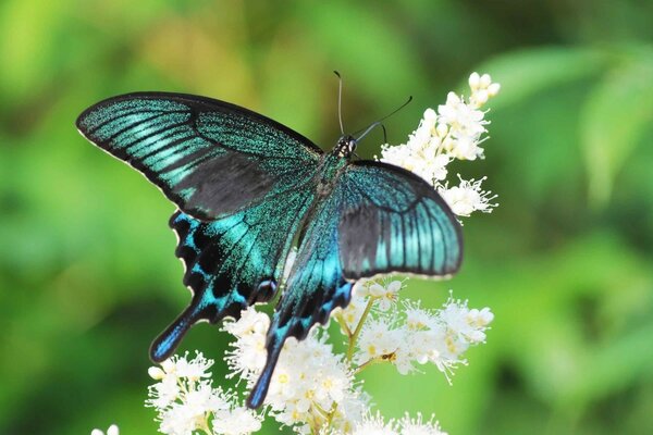 Bright emerald butterfly on a white flower