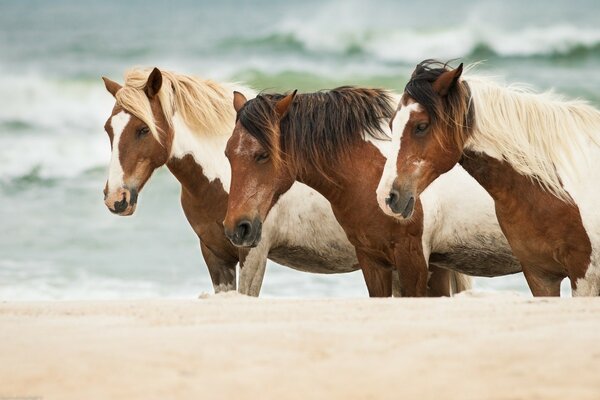 Pferde im Sand am Meer