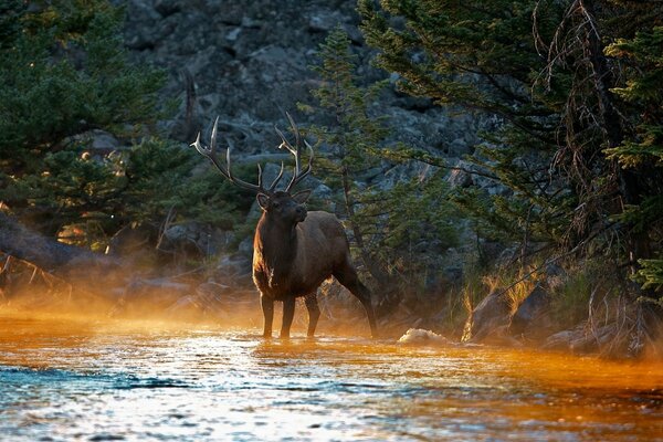 Deer among the beautiful nature