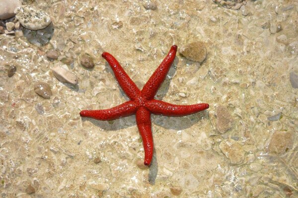 Starfish on rocks in the water