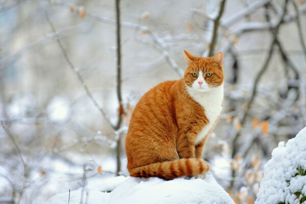 A red-haired cat is sitting on a snowdrift