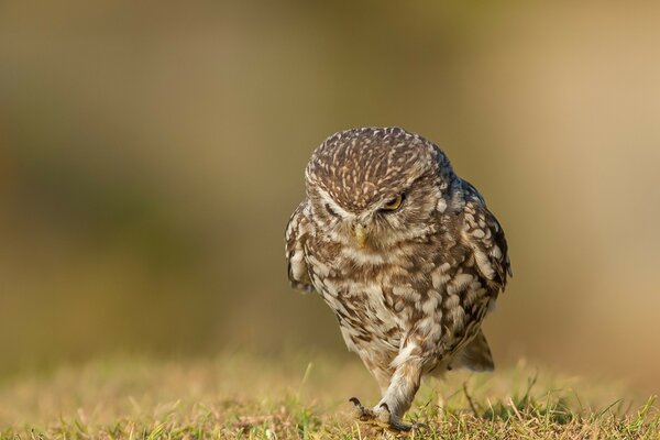 The walk of a disgruntled house owl