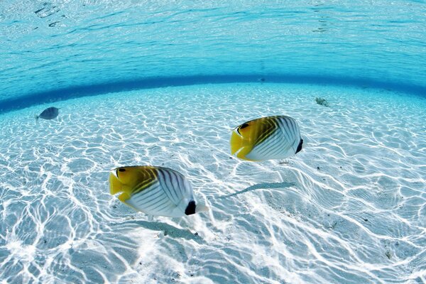 Poissons jaunes et blancs dans la mer