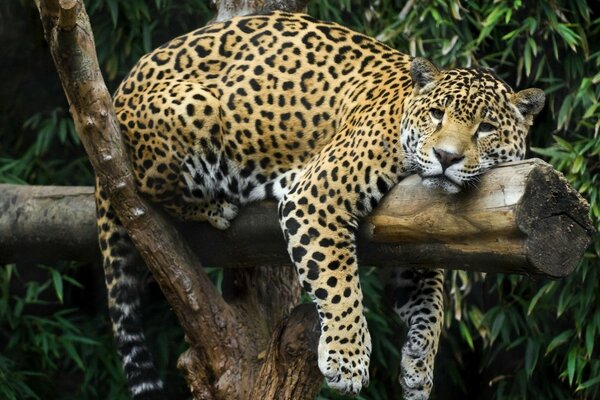 Gepard ruht auf einem Baumstamm