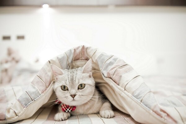 Gatto grigio sotto una coperta calda