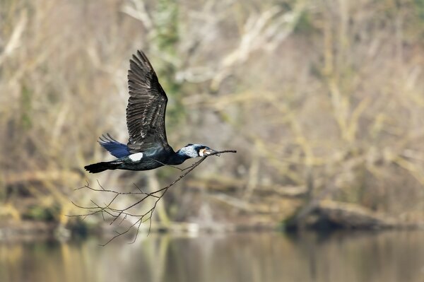 Kormoran trägt einen Ast