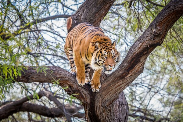 The tiger is preparing to make a jump