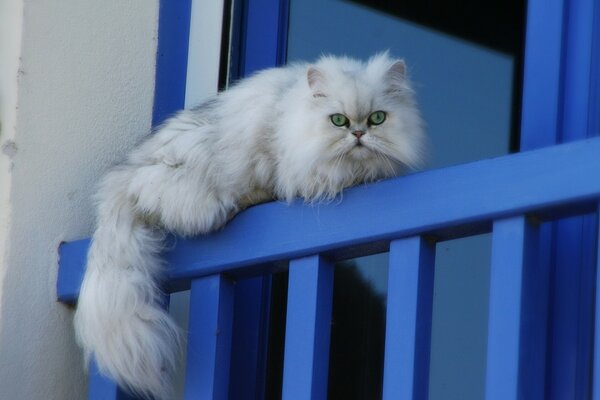 Die Katze beobachtet aufmerksam am Fenster