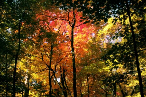 Paisaje nocturno de otoño en el bosque. Hojas coloridas