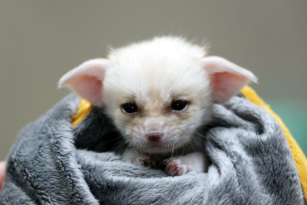 Baby fox feneka after a shower