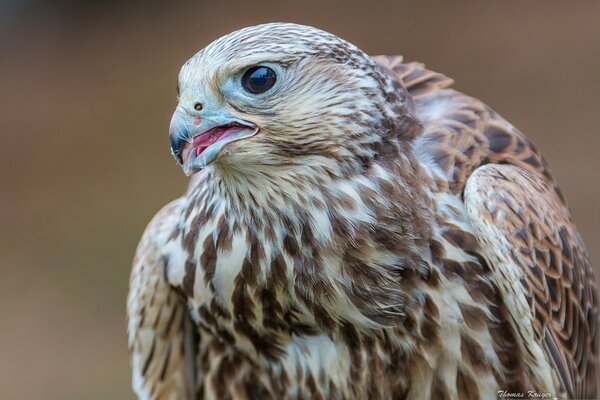 Desktop-Bildschirmschoner Falcon