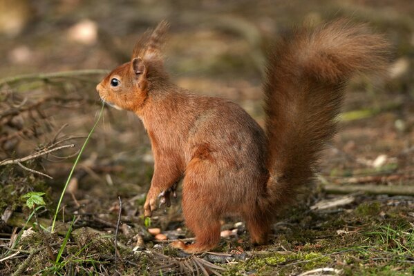 Rothaarige Eichhörnchen sucht Nüsse