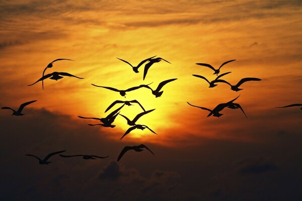 Bandada de pájaros negros al atardecer