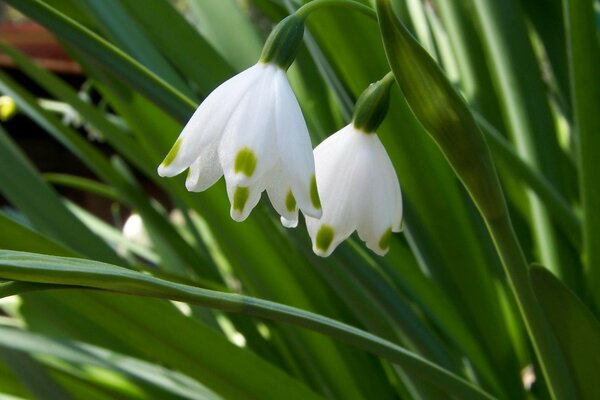 Fiori primaverili in erba verde