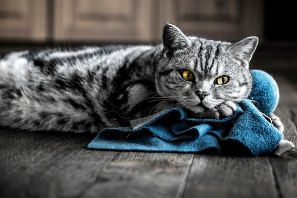 Beau chat rayé reposant sur le sol