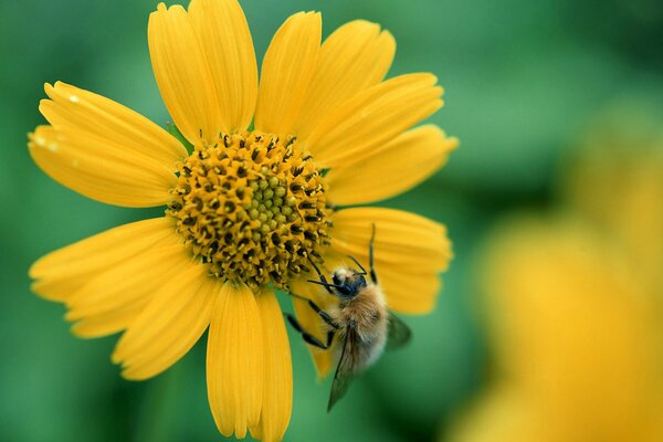 Pollen auf einer gelben Blume sammeln. Fleißige Biene