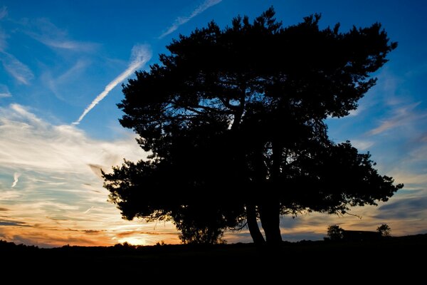 Arbre solitaire dans le champ