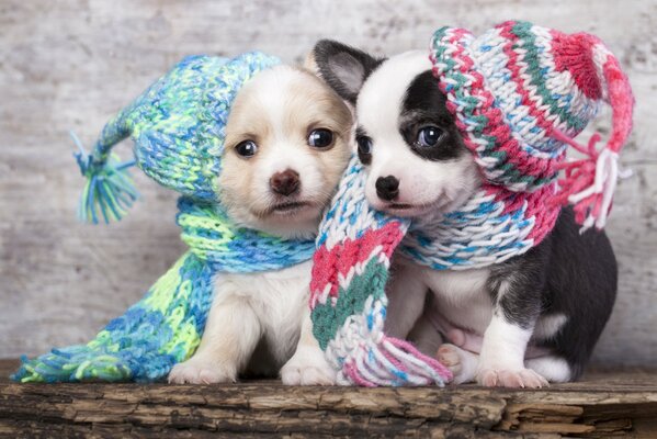 Cachorros en sombreros y bufandas de punto