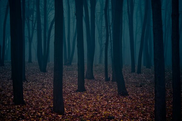 Tree trunks in the gloomy autumn forest