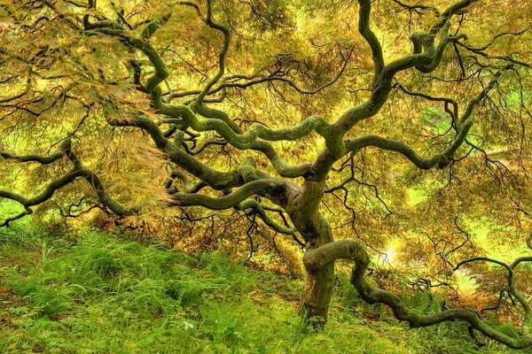 Árbol amarillo y hierba