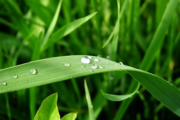 Regentropfen ruhen auf den Blättern des Grases