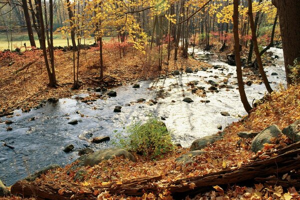 Río en el bosque de otoño, follaje de otoño