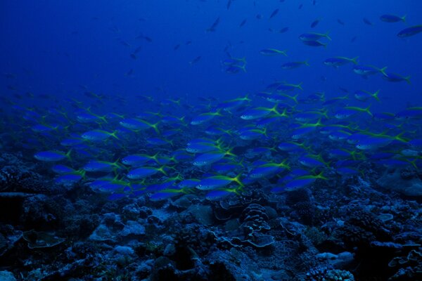 Vieux poissons bleus dans l océan