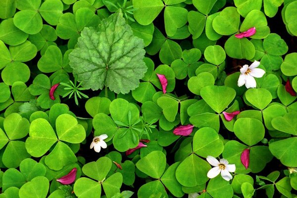 Trifoglio di erba verde con petali di rosa