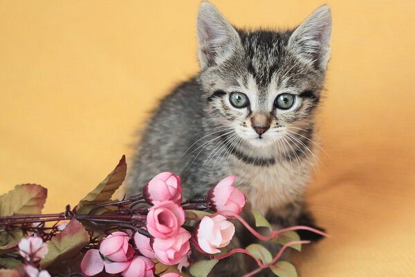 Gattino grigio e fiori rosa