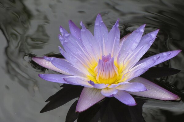 Lilac lily on clear water