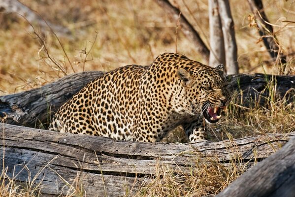 Ein wilder Leopard schützt das Territorium