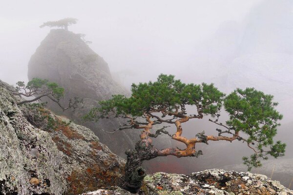 Деревья на скалах в Крыму