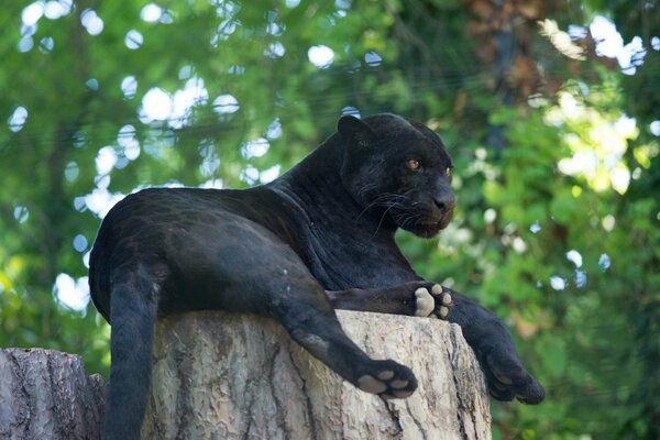 La gracia negra de la Pantera en la voluntad