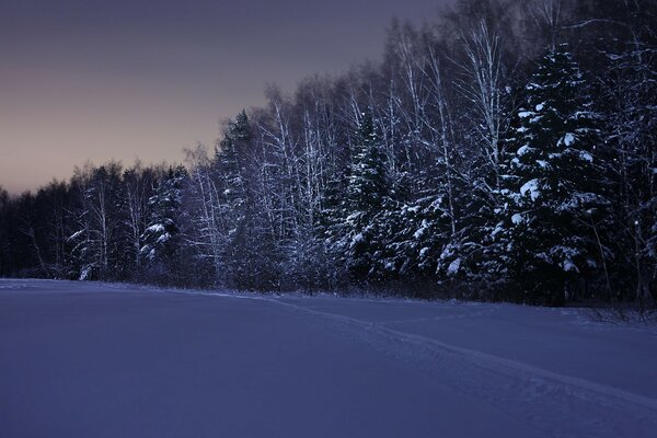 Foresta invernale in una notte buia