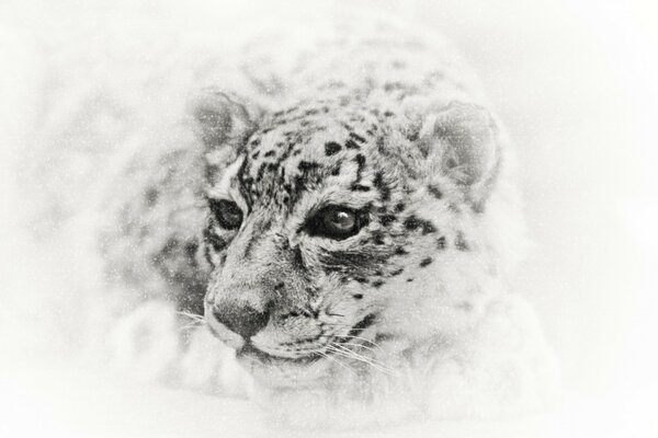 Dibujo a lápiz Snow Leopard