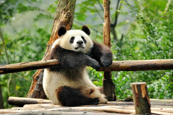 Panda descansa en el parque