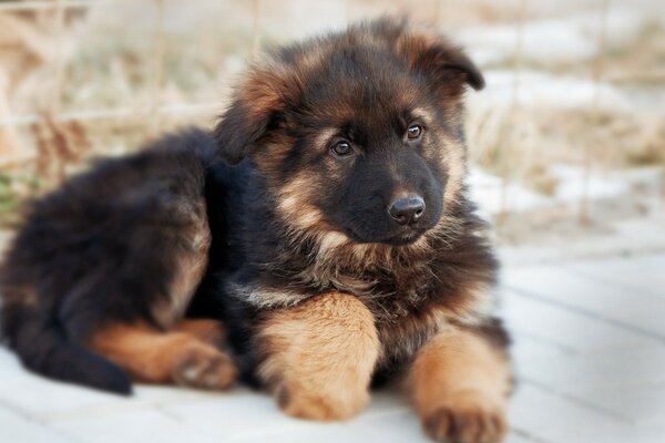 A German Shepherd puppy is lying