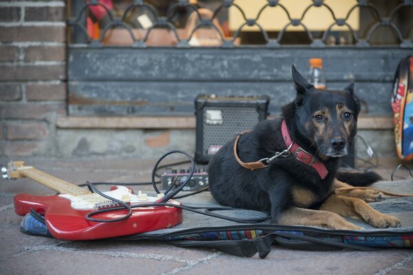 El perro toca la guitarra