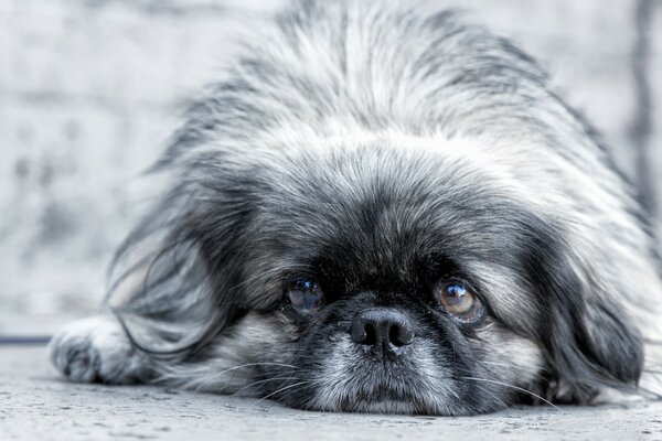 Se sei triste prendi un cane