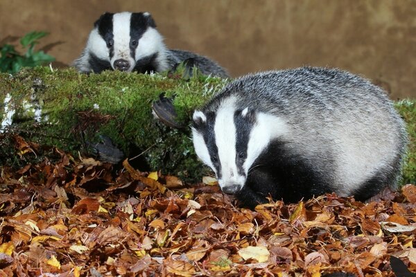 Feuilles tombées. Les animaux bruissent en eux