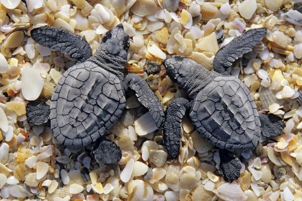 Descanso de tortugas en conchas pequeñas