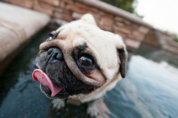 A pug dog shows its tongue