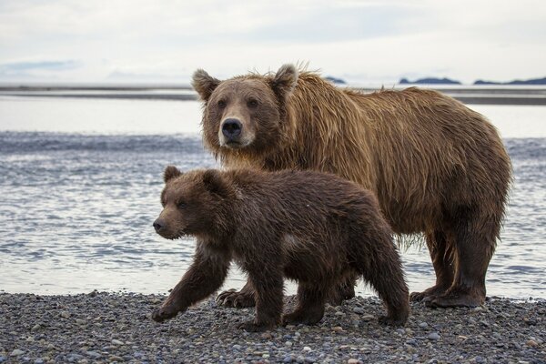 Brown bears at a lake in Alaska